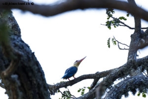 Sri Lanka, Tissamaharama. Lakeside Walkway. Martin-chasseur gurial, Stork-billed kingfisher, Pelargopsis capensis. 9 septembre 2018 © Willy BLANCHARD