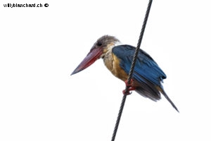 Sri Lanka, Tissamaharama. Martin-chasseur gurial, Stork-billed kingfisher, Pelargopsis capensis. 9 septembre 2018 © Willy BLANCHARD