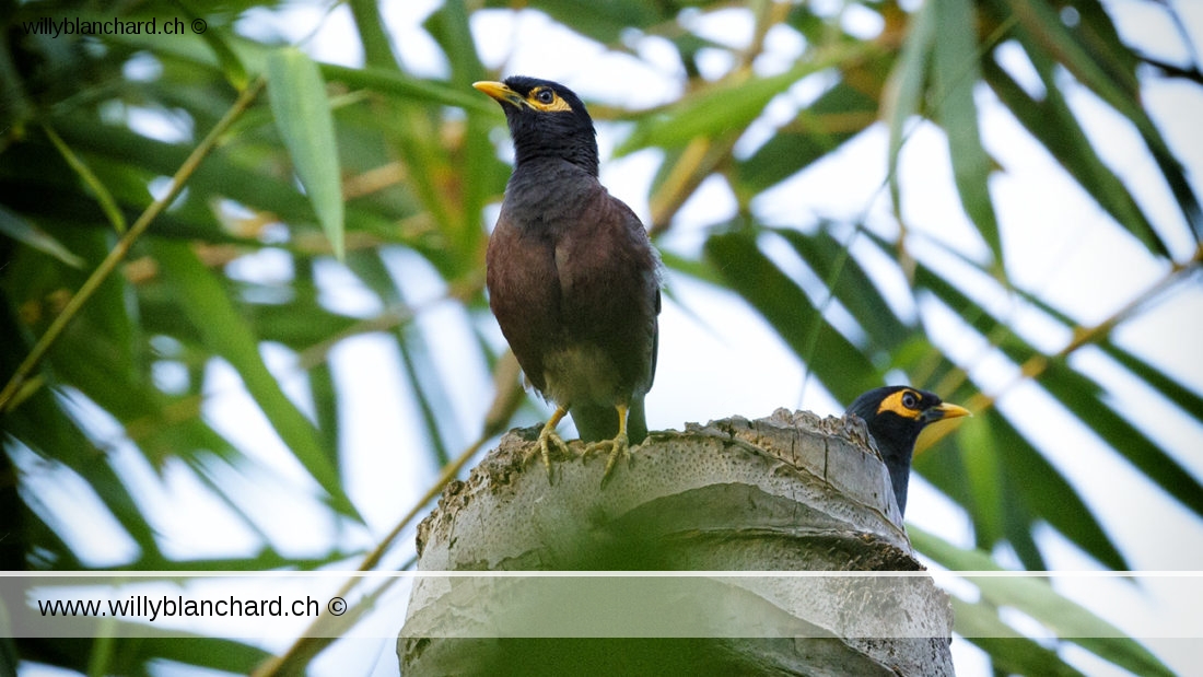 Sri Lanka, Tissamaharama. Martin triste, Common myna, Acridotheres tristis. 9 septembre 2018 © Willy BLANCHARD