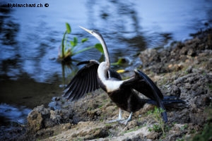 Sri Lanka, Tissamaharama. Lakeside Walkway. Anhinga roux, Oriental darter (Indian Darter), Anhinga melanogaster. 9 septembre 2018 © Willy BLANCHARD