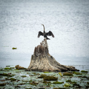 Sri Lanka, Tissamaharama. Lakeside Walkway. Anhinga roux, Oriental darter (Indian Darter), Anhinga melanogaster. 9 septembre 2018 © Willy BLANCHARD