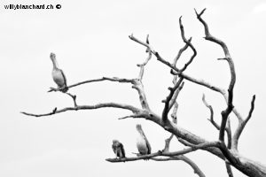 Sri Lanka, Tissamaharama. Lakeside Walkway. Pélican, Pelecanus et Pygargue blagre, White-bellied sea eagle, Haliaeetus leucogaster. 9 septembre 2018 © Willy BLANCHARD