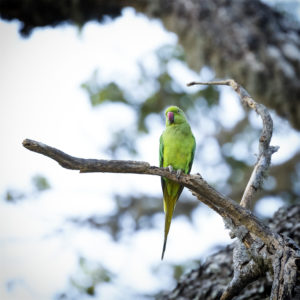 Sri Lanka, Tissamaharama. Perruche à collier, Rose-ringed parakeet, Psittacula krameri. 9 septembre 2018 © Willy BLANCHARD