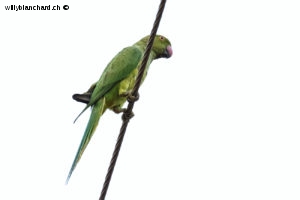 Sri Lanka, Tissamaharama. Lakeside Walkway. Perruche à collier, Rose-ringed parakeet, Psittacula krameri. 9 septembre 2018 © Willy BLANCHARD