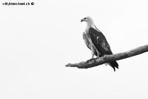 Sri Lanka, Tissamaharama. Lakeside Walkway. Pygargue blagre, White-bellied sea eagle, Haliaeetus leucogaster. 9 septembre 2018 © Willy BLANCHARD