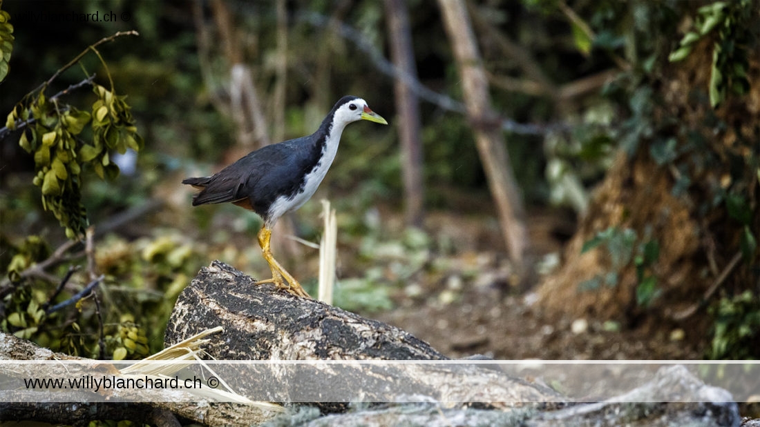 Sri Lanka, Tissamaharama. Râle à poitrine blanche, White-breasted Waterhen, Amaurornis phoenicurus. 9 septembre 2018 © Willy BLANCHARD