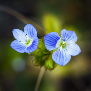 Véronique commune, ou Véronique de Perse. (Veronica persica Poir.) 1 avril 2020 © Willy BLANCHARD