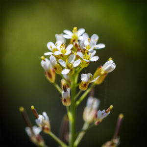 Fleurs dans mon jardin lors du confinement (Coronavirus - Covid-19 - SARS-CoV-2). 8 avril 2020 © Willy BLANCHARD