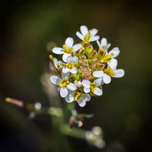 Fleurs dans mon jardin lors du confinement (Coronavirus - Covid-19 - SARS-CoV-2). 8 avril 2020 © Willy BLANCHARD