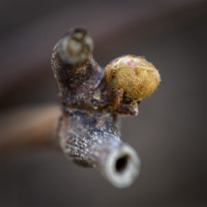 Bourgeon de vigne dans mon jardin lors du confinement. 8 avril 2020 © Willy BLANCHARD