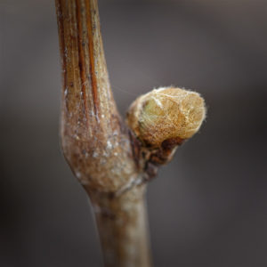 Bourgeon de vigne dans mon jardin lors du confinement. 8 avril 2020 © Willy BLANCHARD