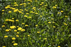 Fleurs dans mon jardin lors du confinement (Coronavirus - Covid-19 - SARS-CoV-2) 2020. L'aventure dans le jardin. Pissenlit. 8 avril 2020 © Willy BLANCHARD