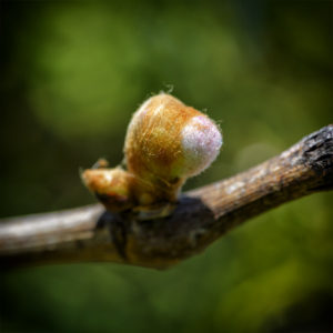 Bourgeon de vigne dans mon jardin lors du confinement. 8 avril 2020 © Willy BLANCHARD