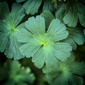 Fleurs et plantes dans mon jardin lors du confinement (Coronavirus - Covid-19 - SARS-CoV-2) 2020. 11 avril 2020 © Willy BLANCHARD