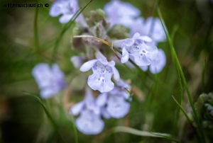 Fleurs dans mon jardin lors du confinement (Coronavirus - Covid-19 - SARS-CoV-2). 8 avril 2020 © Willy BLANCHARD