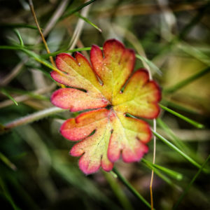 Fleurs et plantes dans mon jardin lors du confinement (Coronavirus - Covid-19 - SARS-CoV-2) 2020. 13 avril 2020 © Willy BLANCHARD