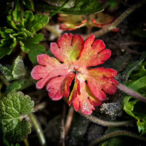 Fleurs et plantes dans mon jardin lors du confinement (Coronavirus - Covid-19 - SARS-CoV-2) 2020. 13 avril 2020 © Willy BLANCHARD