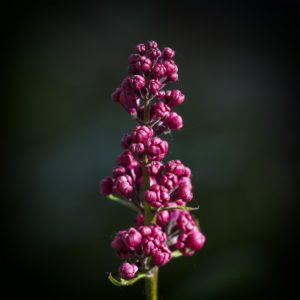 Lilas dans mon jardin lors du confinement (Coronavirus - Covid-19 - SARS-CoV-2) 16 avril 2020 © Willy BLANCHARD