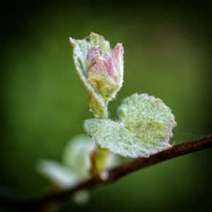 L'aventure dans le jardin. Bourgeon de vigne, raisin rouge. 22 avril 2020 © Willy BLANCHARD