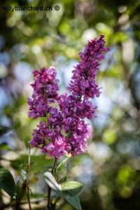 Lilas dans mon jardin lors du confinement (Coronavirus - Covid-19 - SARS-CoV-2) 22 avril 2020 © Willy BLANCHARD