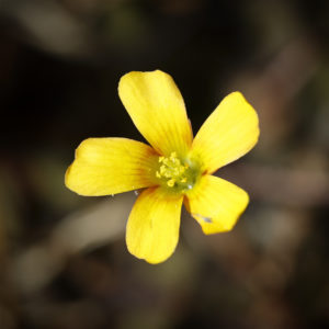 Fleurs dans mon jardin lors du confinement. 27 avril 2020 © Willy BLANCHARD