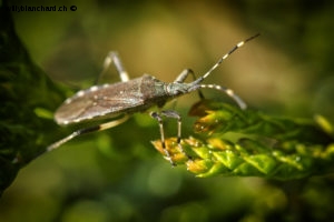 Insectes dans mon jardin lors du confinement du printemps 2020. Punaise, Heteroptera. 22 avril 2020 © Willy BLANCHARD