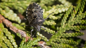 Insectes dans mon jardin lors du confinement du printemps 2020. Punaise, Heteroptera. 1 avril 2020 © Willy BLANCHARD