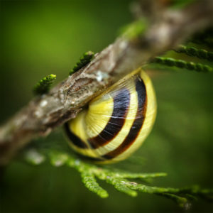 L'aventure dans mon jardin lors du confinement (Coronavirus - Covid-19) 2020. Escargot des jardins, Cepaea hortensis. 6 juin 2020 © Willy BLANCHARD