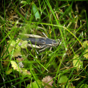 Suisse, Vaud, Lucens. L'aventure dans le jardin, confinement 2020. Un criquet, Caelifera. 5 juin 2020 © Willy BLANCHARD