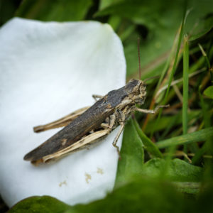 Suisse, Vaud, Lucens. L'aventure dans le jardin, confinement 2020. Un criquet, Caelifera. 5 juin 2020 © Willy BLANCHARD