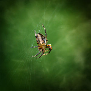 Araignée dans mon jardin. Épeire diadème, Araneus diadematus. 27 avril 2020 © Willy BLANCHARD