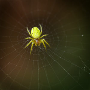 Araignée dans mon jardin lors du confinement (Coronavirus - Covid-19 - SARS-CoV-2). Araignée courge ou Épeire concombre. Araniella cucurbitina. 16 avril 2020 © Willy BLANCHARD