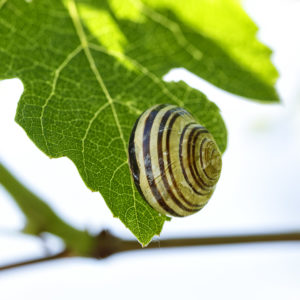 L'aventure dans le jardin. Escargot des jardins, Cepaea hortensis, sur une feuille de vigne. 10 mai 2020 © Willy BLANCHARD