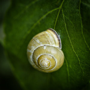 Dans mon jardin lors du confinement (Coronavirus - Covid-19 - SARS-CoV-2). Escargot, gastéropode. 6 juin 2020 © Willy BLANCHARD