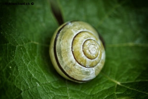 Dans mon jardin lors du confinement (Coronavirus - Covid-19 - SARS-CoV-2). Escargot, gastéropode, sur une feuille de vigne. 14 mai 2020 © Willy BLANCHARD