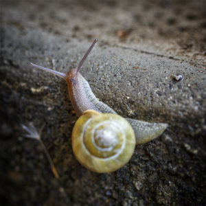 L'aventure dans le jardin. Escargot sur l'escalier menant à la cave. Escargot, gastéropode. 23 mai 2020 © Willy BLANCHARD