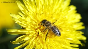 L'aventure dans le jardin. Diptère, Diptera, espèce non identifiée. Sur un pissenlit. 5 avril 2020 © Willy BLANCHARD