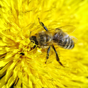 L'aventure dans le jardin. Diptère, Diptera, espèce non identifiée. Sur un pissenlit. 5 avril 2020 © Willy BLANCHARD