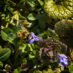 L'aventure dans le jardin. Diptère, Diptera, espèce non identifiée. 1 avril 2020 © Willy BLANCHARD