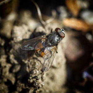 Pendant ce temps, mon jardin en confinement. Fichu Coronavirus. Diptère, Diptera, non identifiée. 5 avril 2020 © Willy BLANCHARD