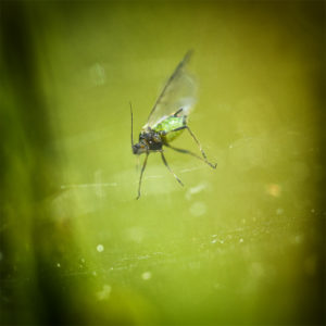 Insecte pris au piège dans une toile d'araignée. Objectif Canon MP-E 65mm. 30 mai 2020 © Willy BLANCHARD