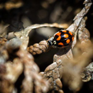 Insecte dans mon jardin lors du confinement Coccinelle, Coccinellidae, non identifiée. 8 avril 2020 © Willy BLANCHARD