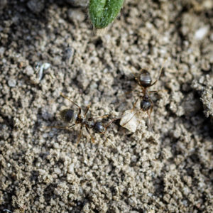 Insectes dans mon jardin lors du confinement (Coronavirus - Covid-19 - SARS-CoV-2). Fourmi, formicidae. 13 avril 2020 © Willy BLANCHARD