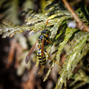 Insecte dans mon jardin lors du confinement (Coronavirus - Covid-19 - SARS-CoV-2) 2020. Guêpe polistes (Polistes dominula). 8 avril 2020 © Willy BLANCHARD