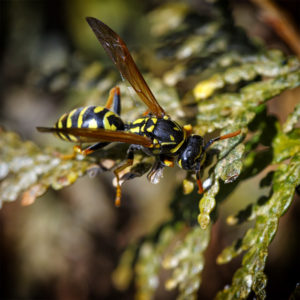 Insecte dans mon jardin lors du confinement (Coronavirus - Covid-19 - SARS-CoV-2) 2020. Guêpe polistes (Polistes dominula). 8 avril 2020 © Willy BLANCHARD