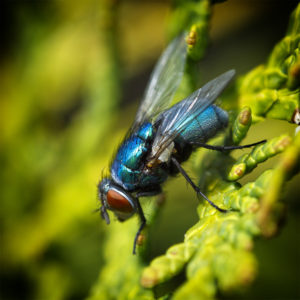 L'aventure dans le jardin, lors du confinement, covid-19, SARS-CoV-2, coronavirus. Mouche bleue, calliphora vomitoria, sur un thuya. 13 avril 2020 © Willy BLANCHARD