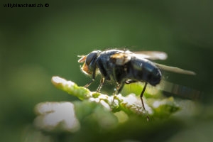 Insectes dans mon jardin lors du confinement, printemps 2020. Mouche. 27 avril 2020 © Willy BLANCHARD