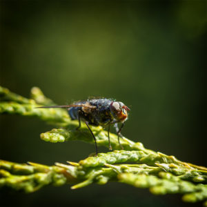 Insectes dans mon jardin lors du confinement, printemps 2020. Mouche. 27 avril 2020 © Willy BLANCHARD