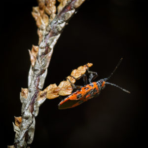 Insecte dans mon jardin lors du confinement (Coronavirus - Covid-19 - SARS-CoV-2), printemps 2020. La punaise de la jusquiame (Corizus hyoscyami). 8 avril 2020 © Willy BLANCHARD