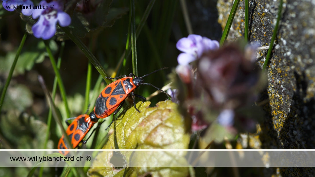 Pendant ce temps, mon jardin en confinement. Fichu Coronavirus. Gendarme (Pyrrhocoris apterus). Ici en accouplement. 1 avril 2020 © Willy BLANCHARD